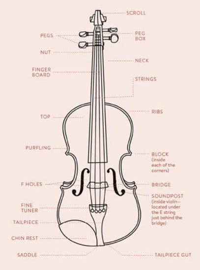 violin diagram